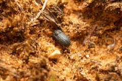 Melanimon tibiale