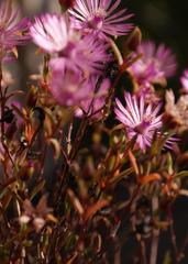 Lampranthus emarginatus