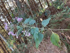 Eupatorieae