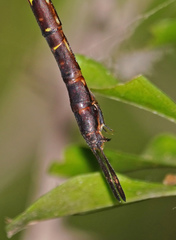 Triacanthagyna caribbea