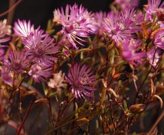 Lampranthus emarginatus