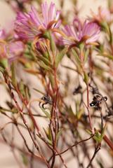 Lampranthus emarginatus