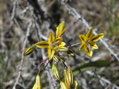 Triteleia ixioides anilina