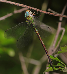 Triacanthagyna caribbea