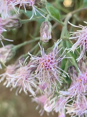 Eupatorieae