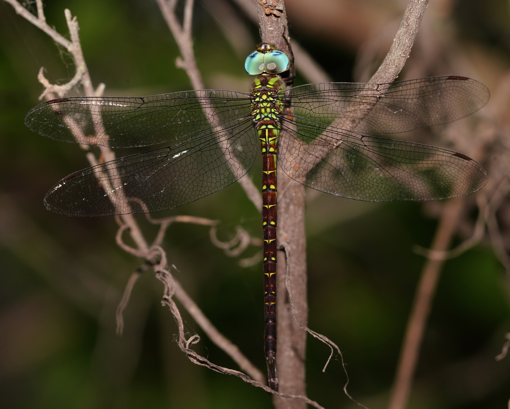 Caribbean Darner