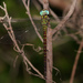 Caribbean Darner - Photo (c) Benjamin Schwartz, some rights reserved (CC BY-NC), uploaded by Benjamin Schwartz