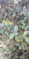 Cercocarpus fothergilloides
