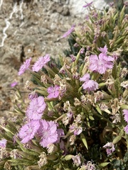 Dianthus fruticosus