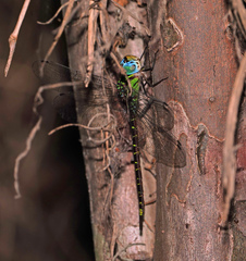 Triacanthagyna caribbea