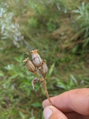 Silene noctiflora