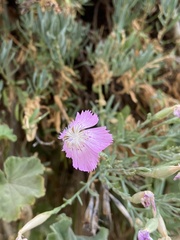 Dianthus fruticosus