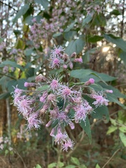 Eupatorieae