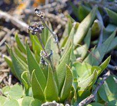 Bergeranthus multiceps
