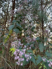 Eupatorieae