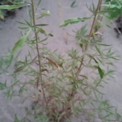 Achillea salicifolia