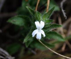 Dyschoriste burchellii