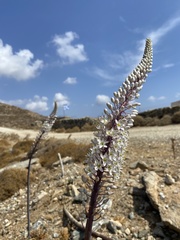 Drimia numidica