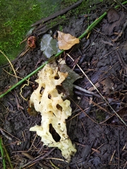 Sebacina sparassoidea