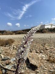 Drimia numidica
