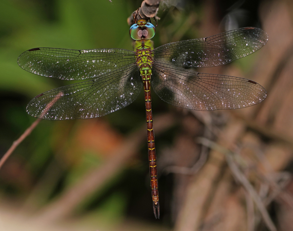 Pale-green Darner