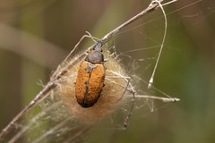 Mycterus curculioides