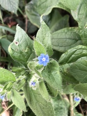 Pentaglottis sempervirens