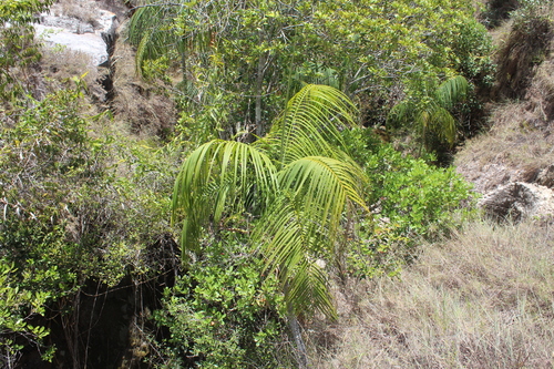 Dypsis onilahensis