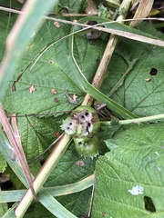 Rhopalomyia tanaceticola