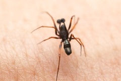 Neriene furtiva