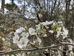 Rosaceae