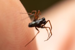 Neriene furtiva