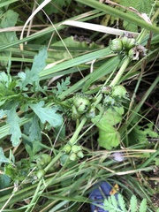 Rhopalomyia tanaceticola