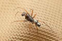 Neriene furtiva