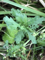 Rhopalomyia tanaceticola