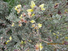 Wiborgia sericea