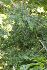 Abies nephrolepis
