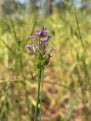 Polygala incarnata