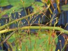 Juncus pelocarpus