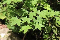 Acer pictum