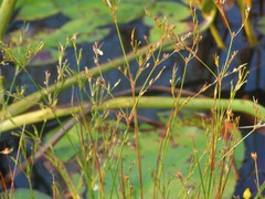 Juncus pelocarpus