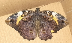 Opsiphanes invirae