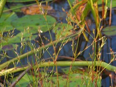 Juncus pelocarpus