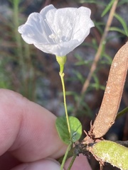 Stylisma humistrata
