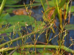 Juncus pelocarpus