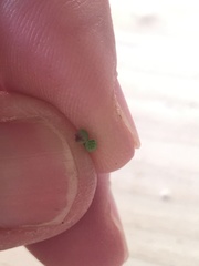 Drosanthemum intermedium