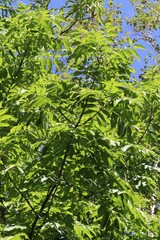 Fraxinus mandshurica