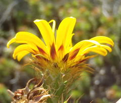 Cullumia carlinoides