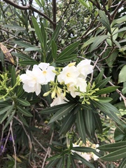 Nerium oleander
