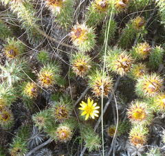 Cullumia carlinoides